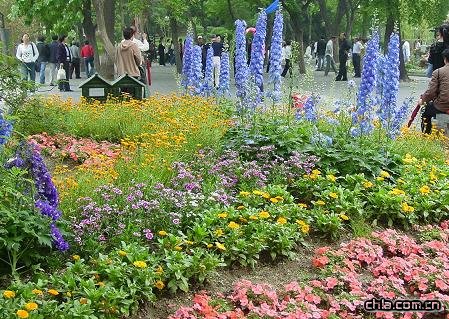 無色草基地| 醡漿草基地 |美女櫻基地| 垂吊牽?；厣裰藁ɑ? onmouseover=